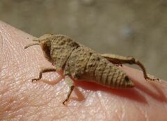 Ocnerodes fallaciosus