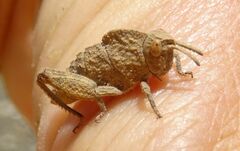 Ocnerodes fallaciosus