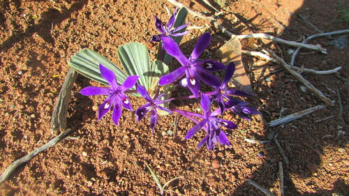 Hantam Chompleaf Bobbejaantjie (Babiana praemorsa)