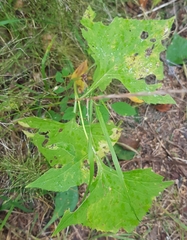 Parasenecio hastatus