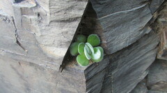 Crassula tomentosa