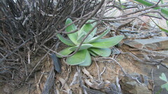 Crassula tomentosa