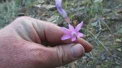 Ixia sobolifera carnea