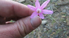 Ixia sobolifera carnea