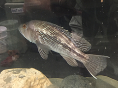 Centropristis striata