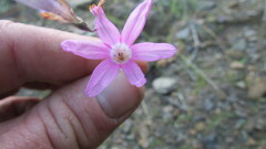 Ixia sobolifera carnea