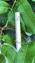 Oecophylla smaragdina