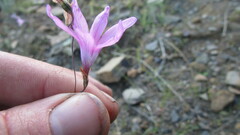 Ixia sobolifera carnea