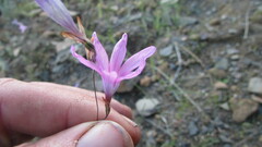 Ixia sobolifera carnea