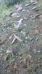 Ixia sobolifera carnea