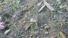 Ixia sobolifera carnea
