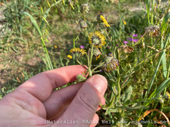 Osteospermum