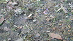 Ixia sobolifera carnea