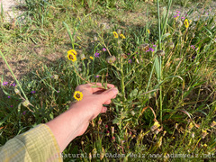 Osteospermum