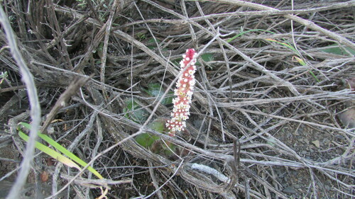 Image of Crassula barbata by (c) James Deacon, some rights reserved (CC BY-SA)