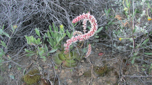 Image of Crassula barbata by (c) James Deacon, some rights reserved (CC BY-SA)