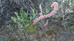 Crassula tomentosa