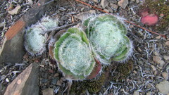 Crassula tomentosa