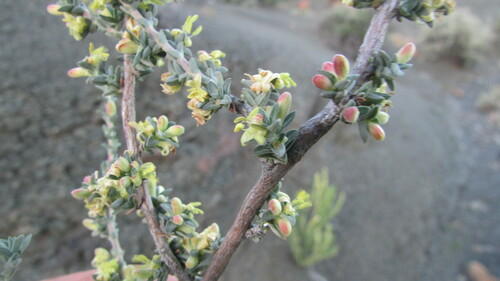 Karoo Daggapit (Nenax cinerea)