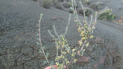 Image of Nenax cinerea by (c) James Deacon, some rights reserved (CC BY-SA)