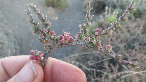 Image of Nenax cinerea by (c) James Deacon, some rights reserved (CC BY-SA)