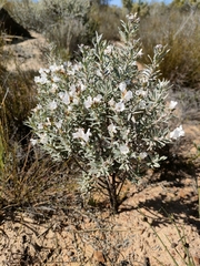Lobostemon paniculiformis