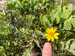 Osteospermum moniliferum