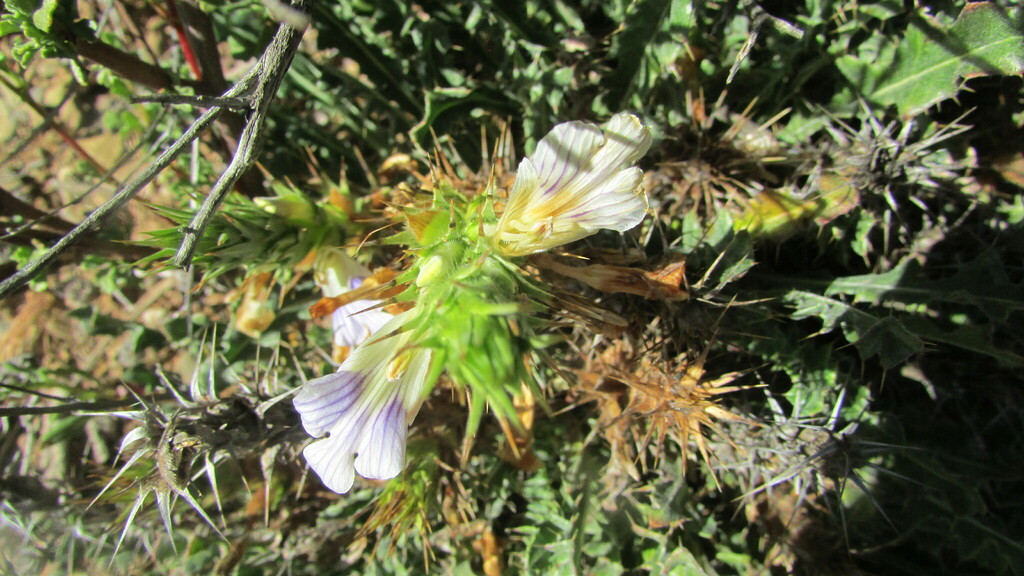 Acanthopsis scullyi