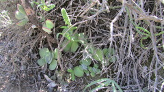 Crassula tomentosa