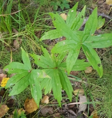 Anemonastrum dichotomum