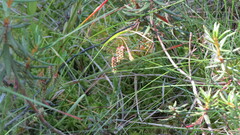 Carex magellanica