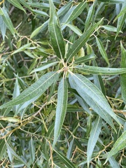 Salix euxina