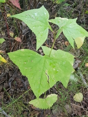 Parasenecio hastatus