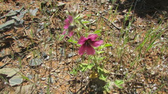 Anisodontea racemosa
