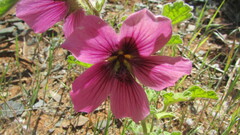 Anisodontea racemosa
