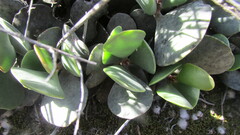 Adromischus