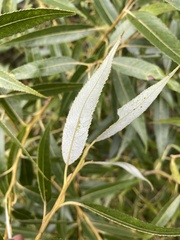 Salix euxina