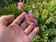 Pelargonium capitatum