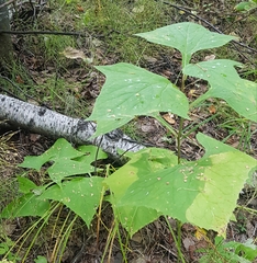 Parasenecio hastatus