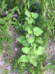 Xanthium strumarium canadense