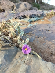 Solanum quadriloculatum