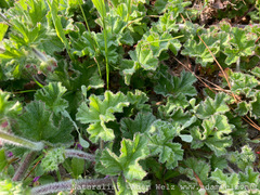 Pelargonium capitatum