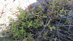 Crassula subaphylla