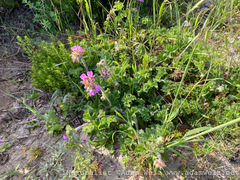 Pelargonium capitatum