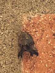 Ricania speculum