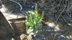 Crassula tomentosa