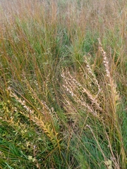 Lobelia sessilifolia