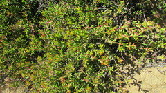 Crassula subaphylla virgata