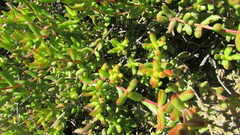 Crassula subaphylla virgata