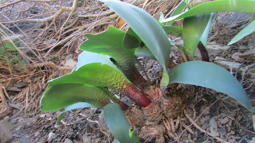 Haemanthus barkerae, Namakwa, South Africa